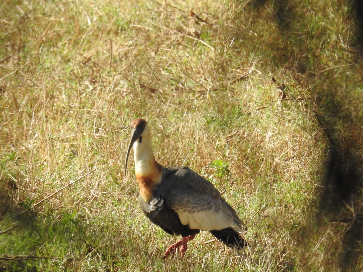 ibis bělokřídlý - ML619995299