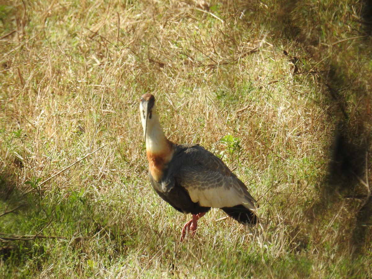 ibis bělokřídlý - ML619995300