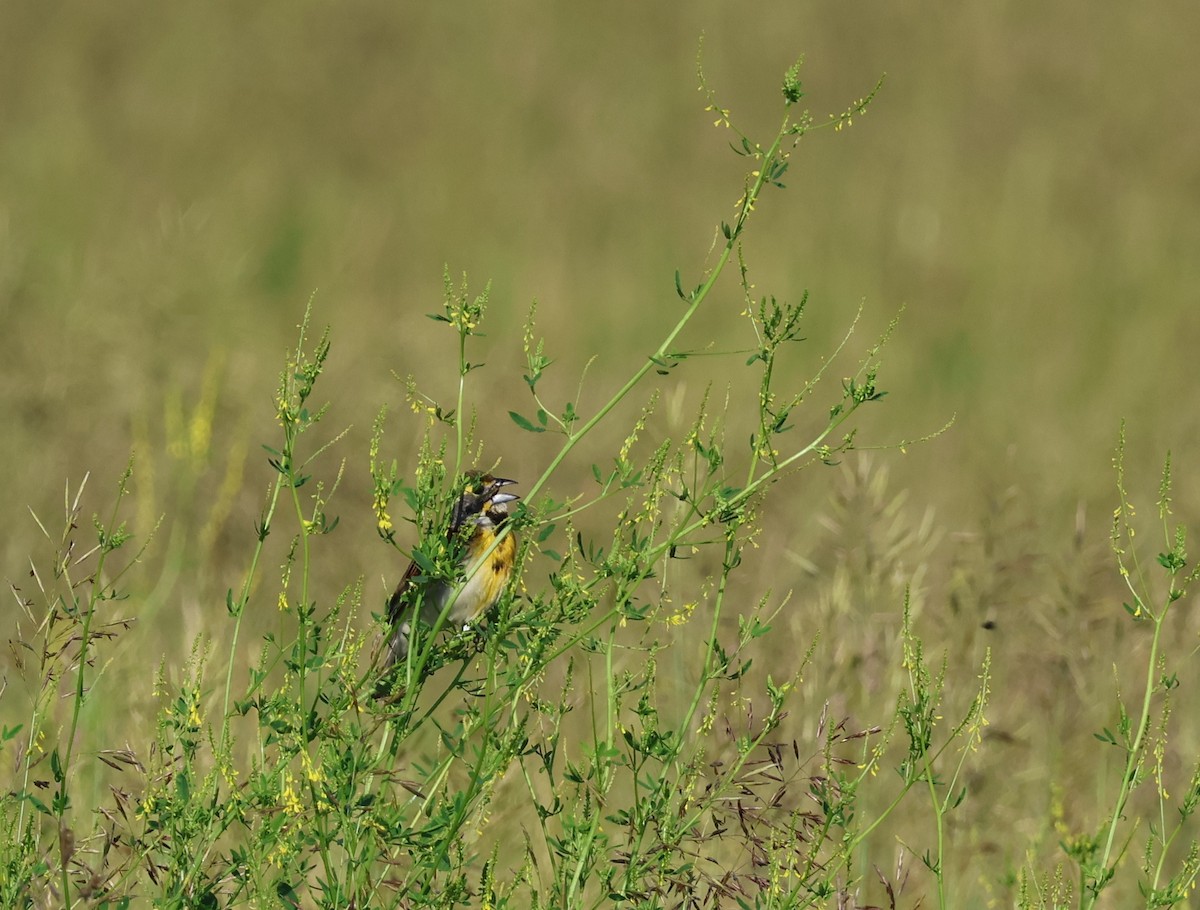 Dickcissel - ML619995306