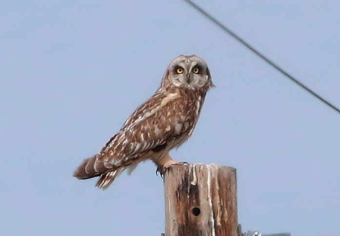 Short-eared Owl - ML619995309