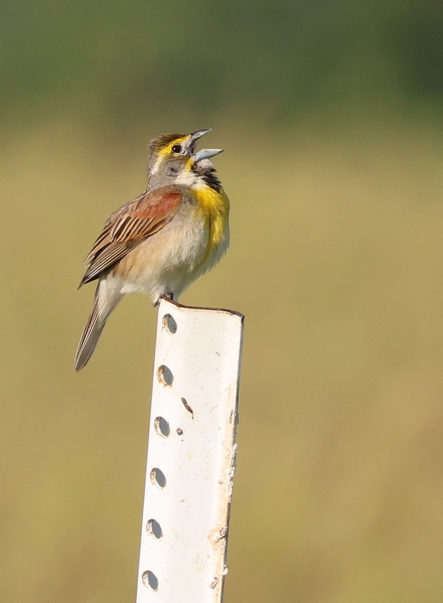 Dickcissel - ML619995312