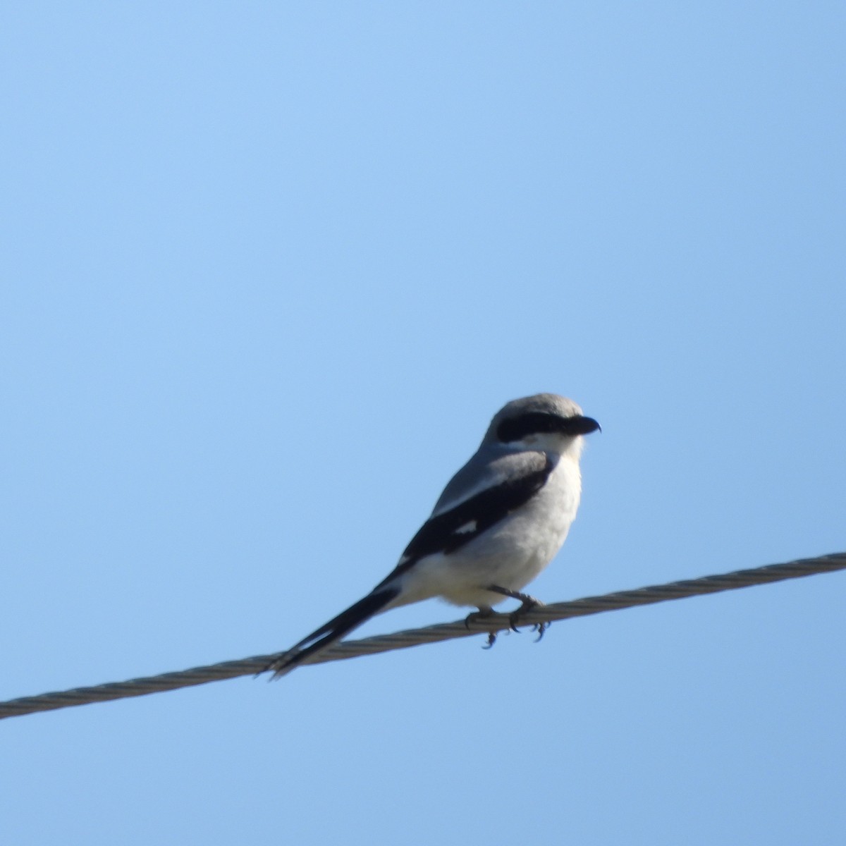 Loggerhead Shrike - Cathy Hagstrom