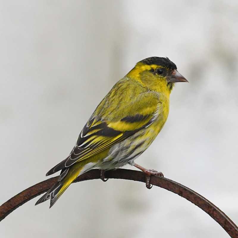 Eurasian Siskin - ML619995324