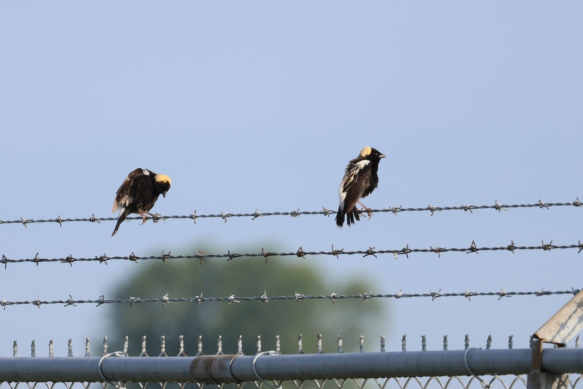 bobolink americký - ML619995325