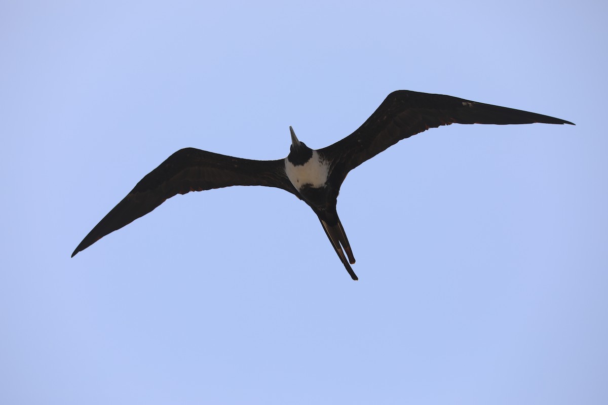 Magnificent Frigatebird - ML619995329