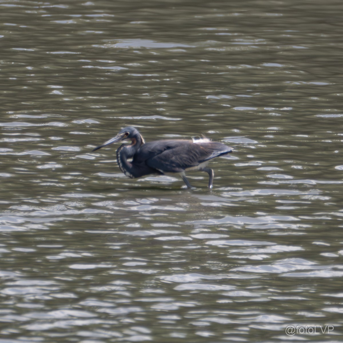 Tricolored Heron - ML619995334