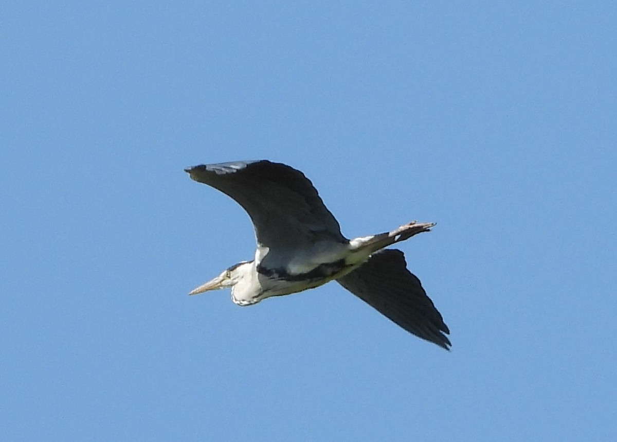 Gray Heron - ML619995335