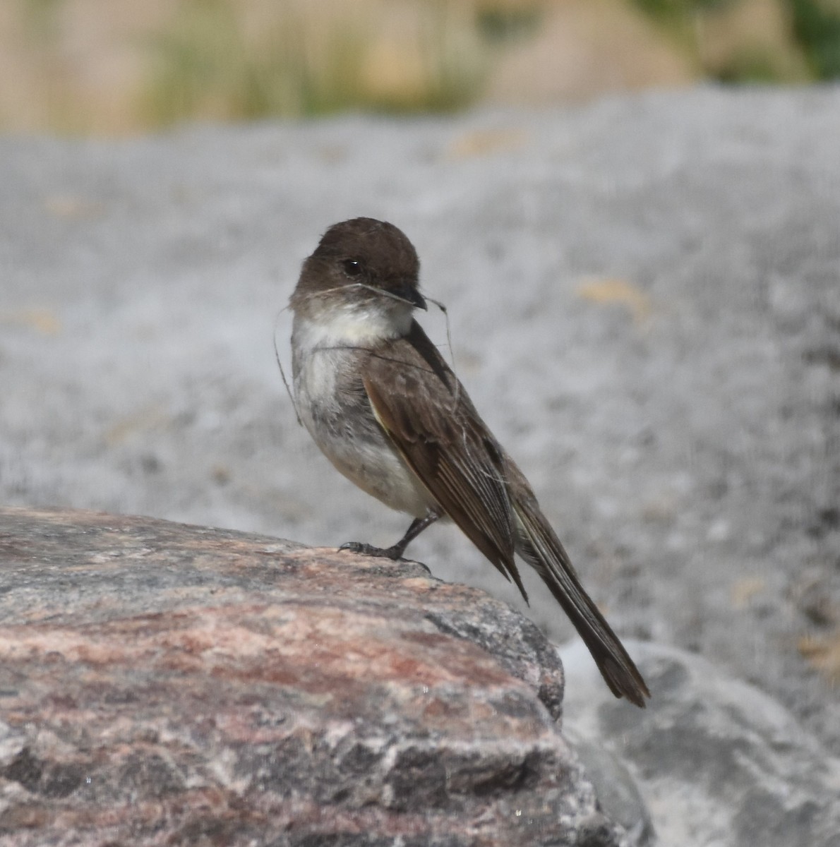 Eastern Phoebe - ML619995339