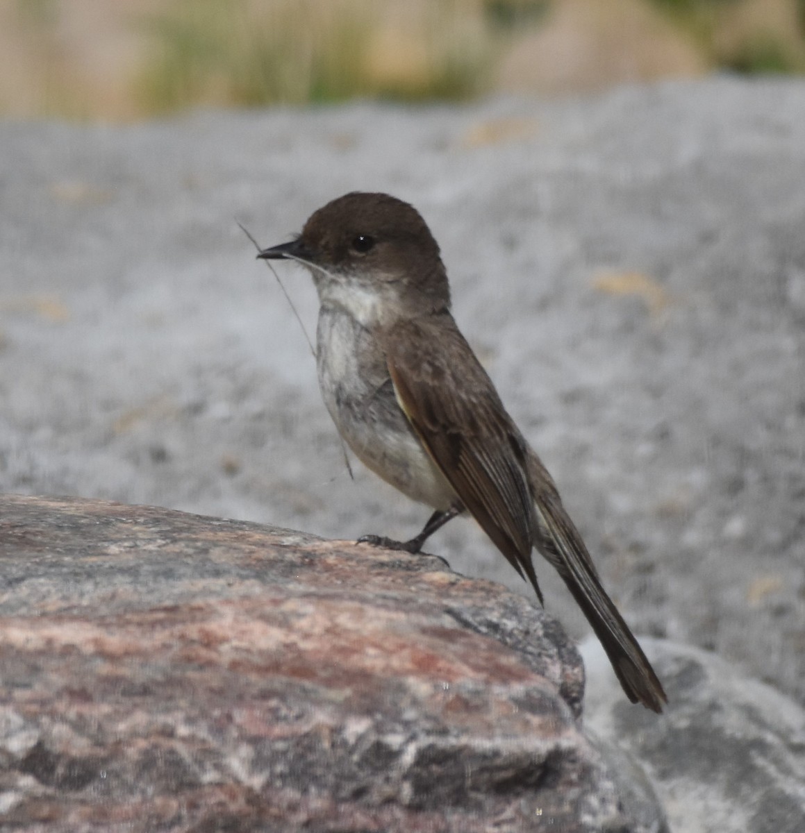 Eastern Phoebe - ML619995340