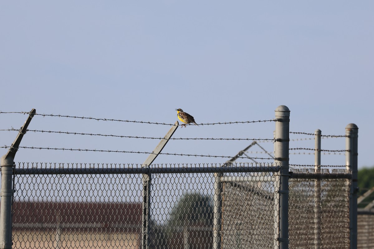 Eastern Meadowlark - ML619995361