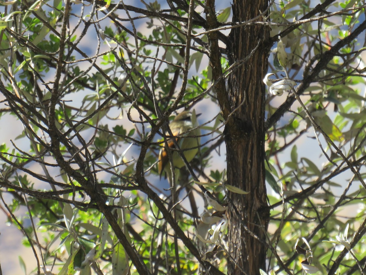 White-throated Tyrannulet - ML619995364