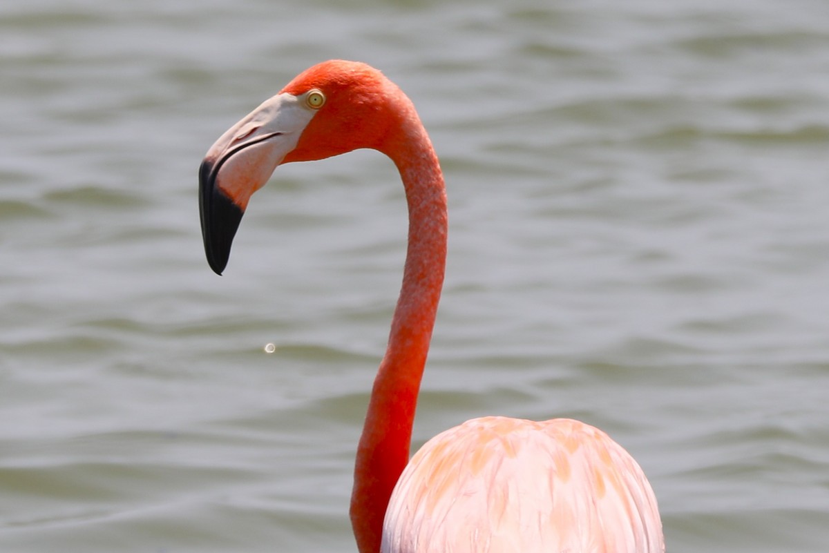 American Flamingo - ML619995372