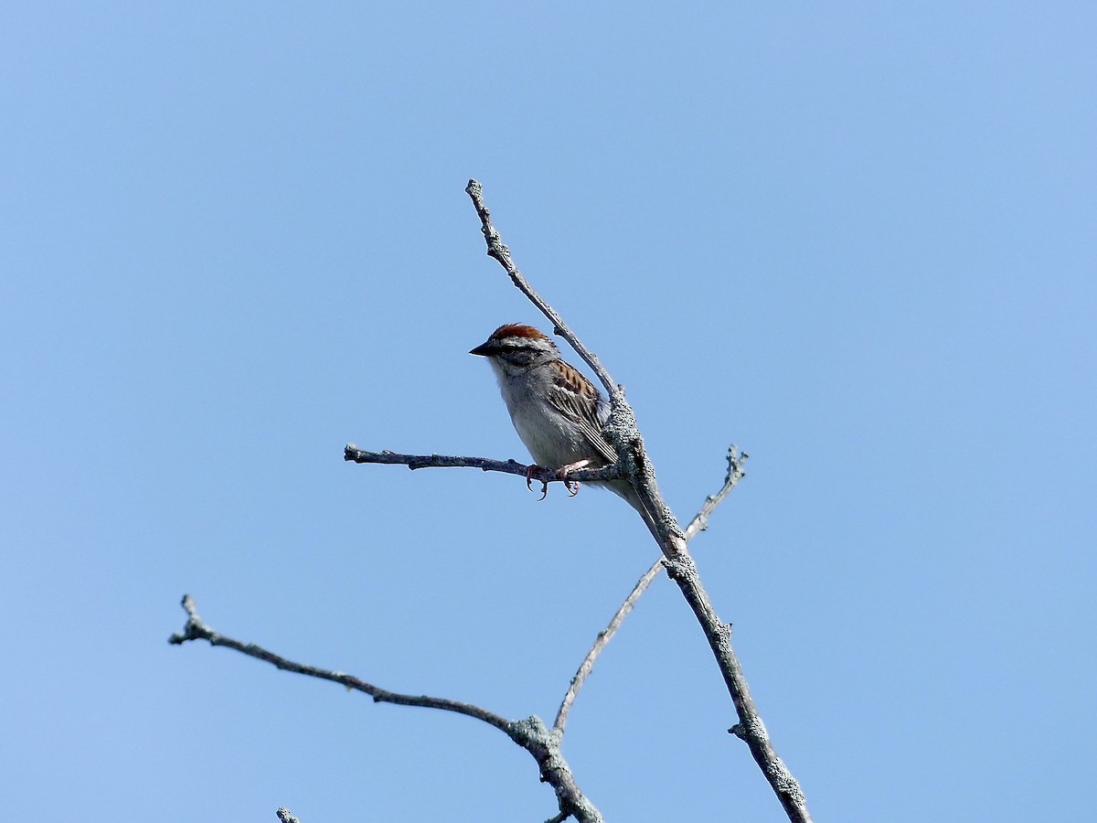 Chipping Sparrow - ML619995384