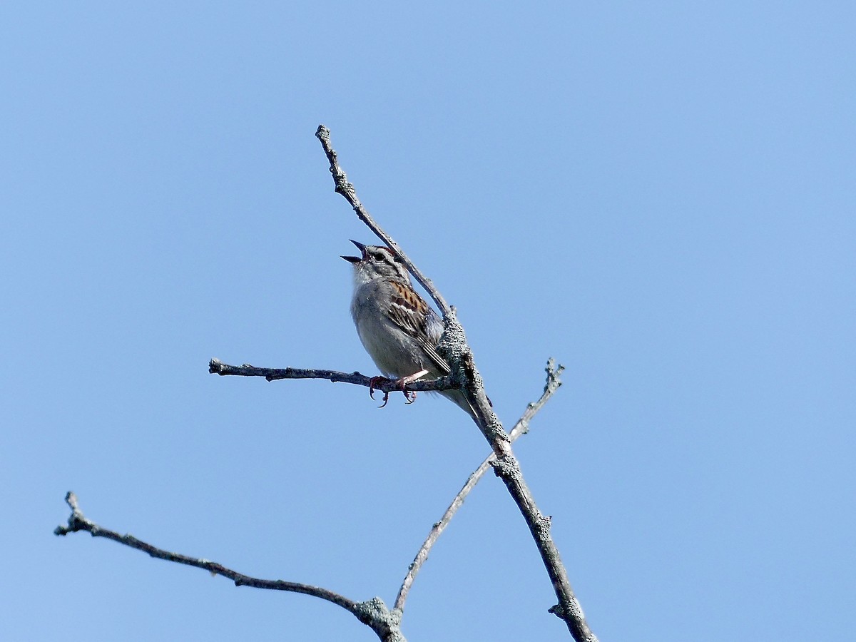 Chipping Sparrow - ML619995386