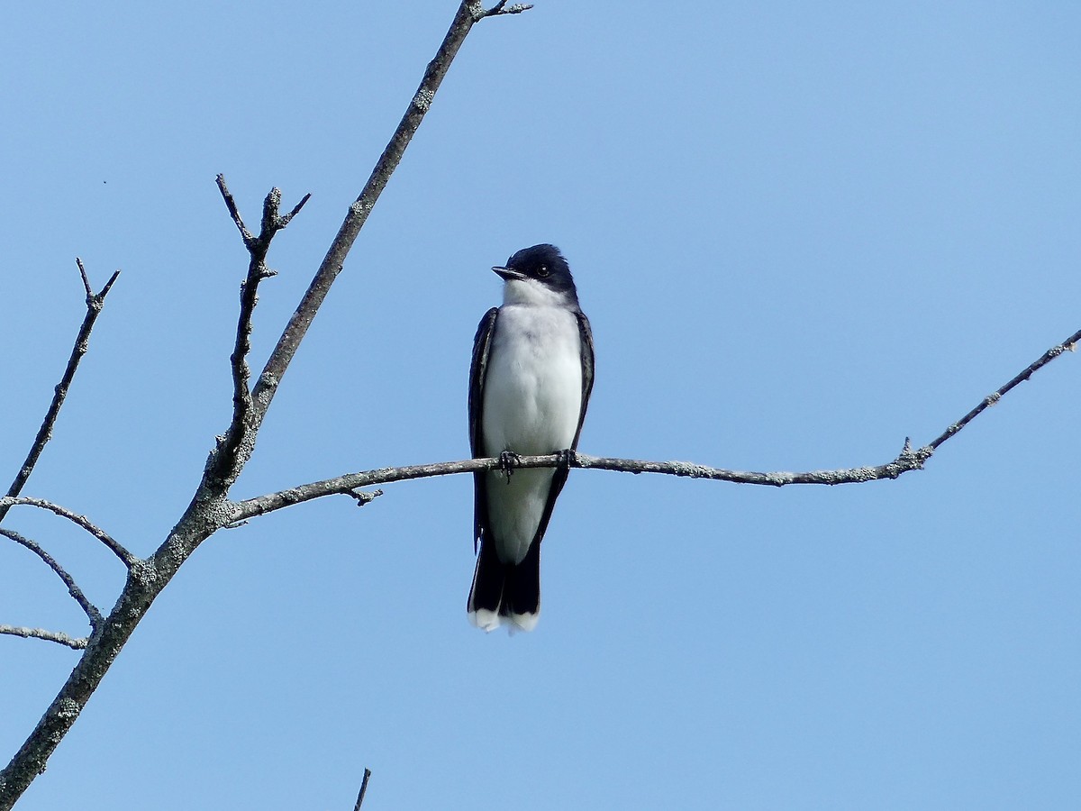 Eastern Kingbird - ML619995392