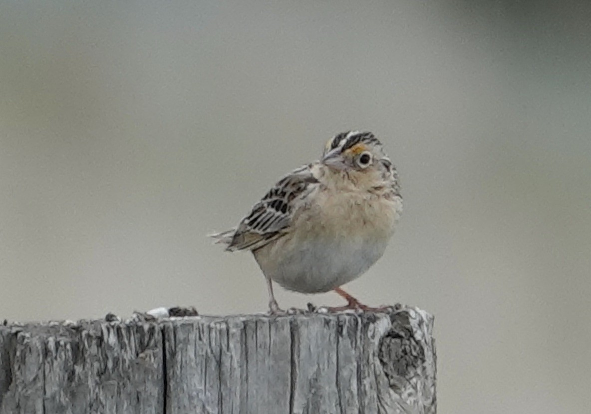 Grasshopper Sparrow - ML619995395