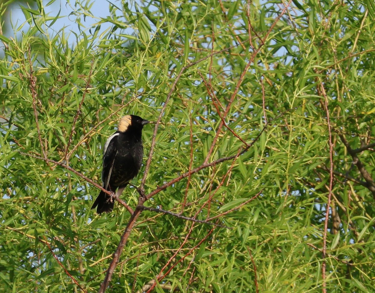 bobolink americký - ML619995399