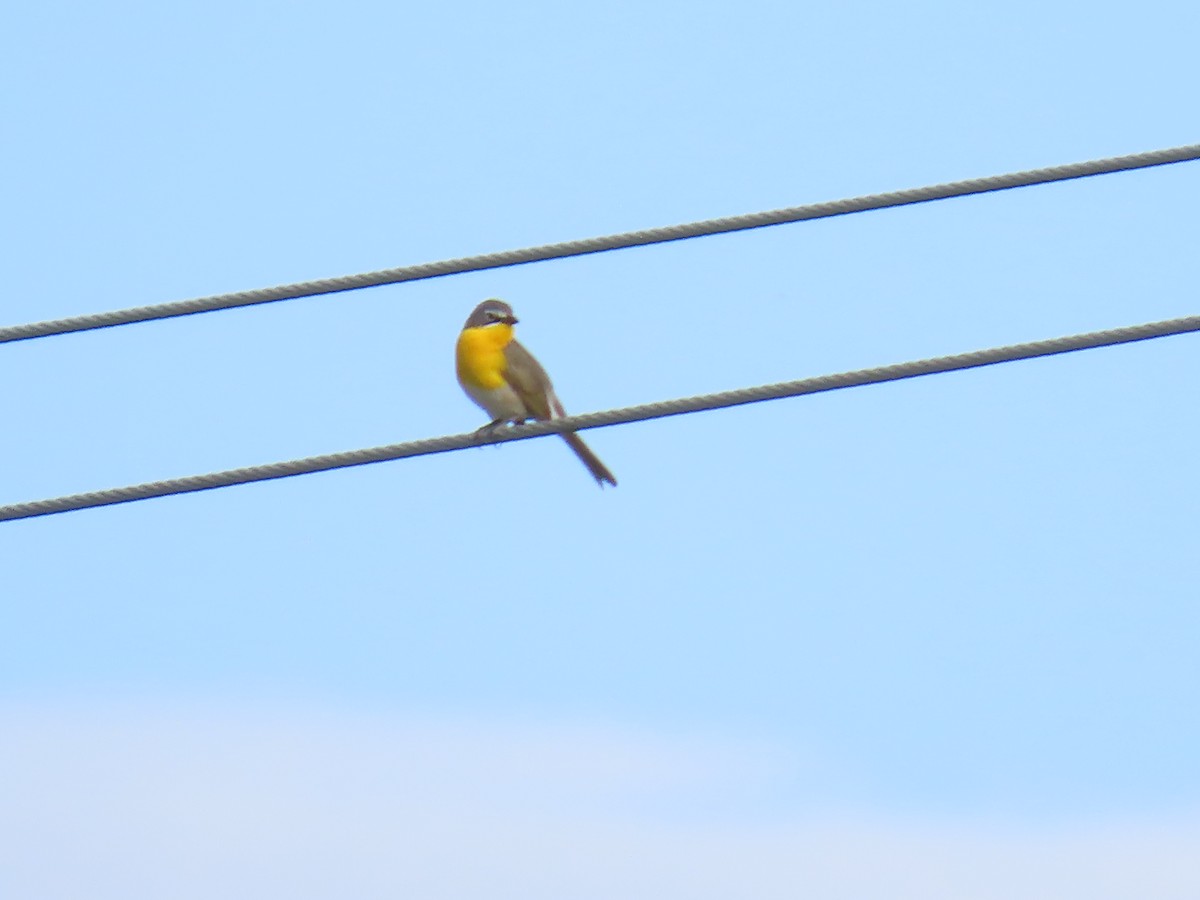 Yellow-breasted Chat - ML619995402