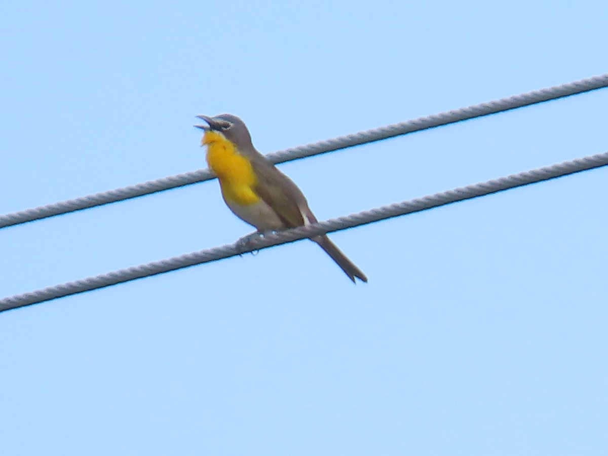 Yellow-breasted Chat - ML619995410