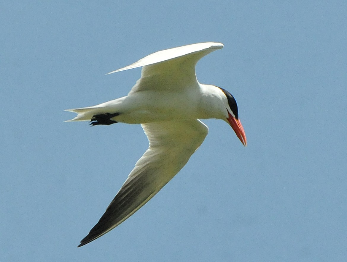 Caspian Tern - ML619995423