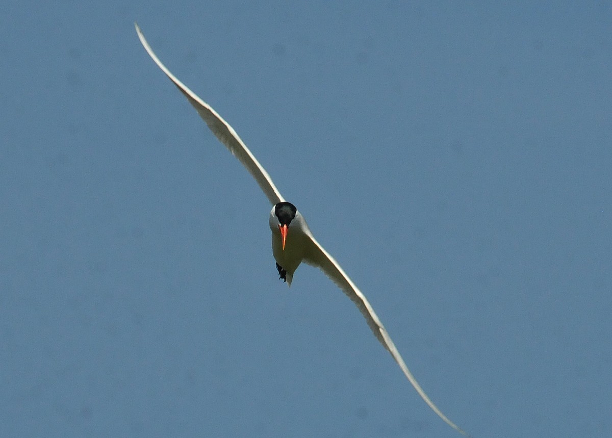 Caspian Tern - ML619995424