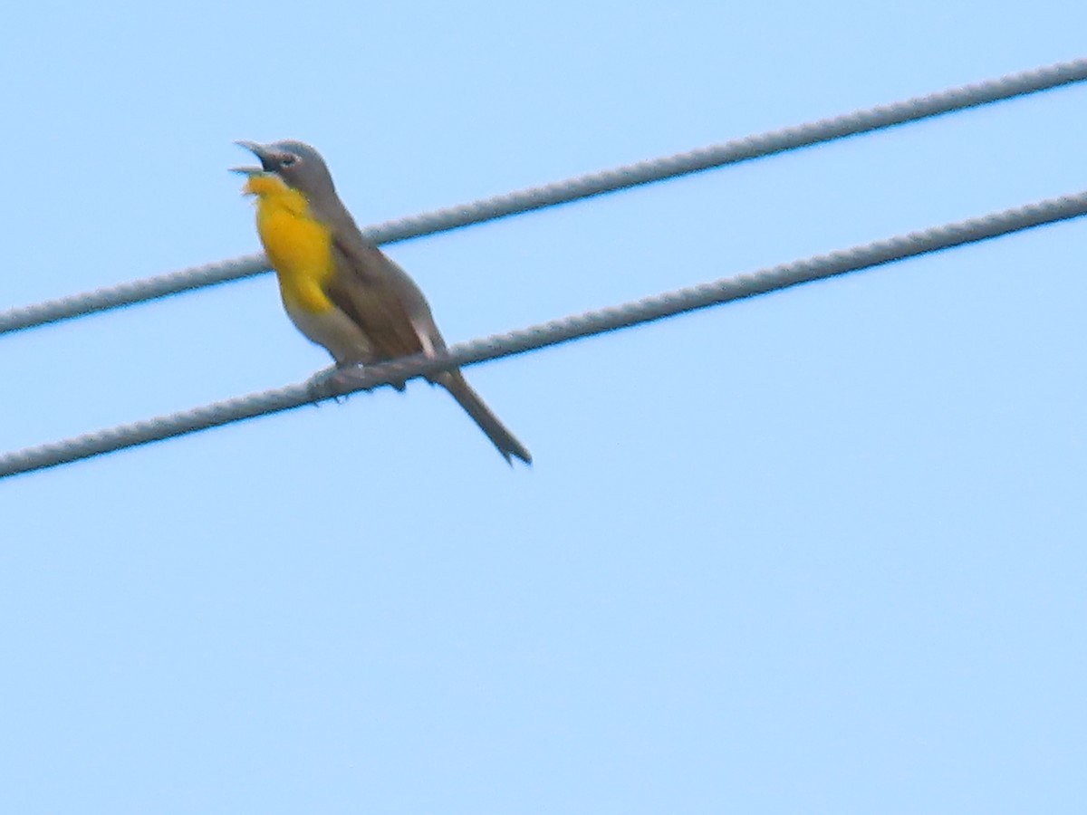Yellow-breasted Chat - ML619995425