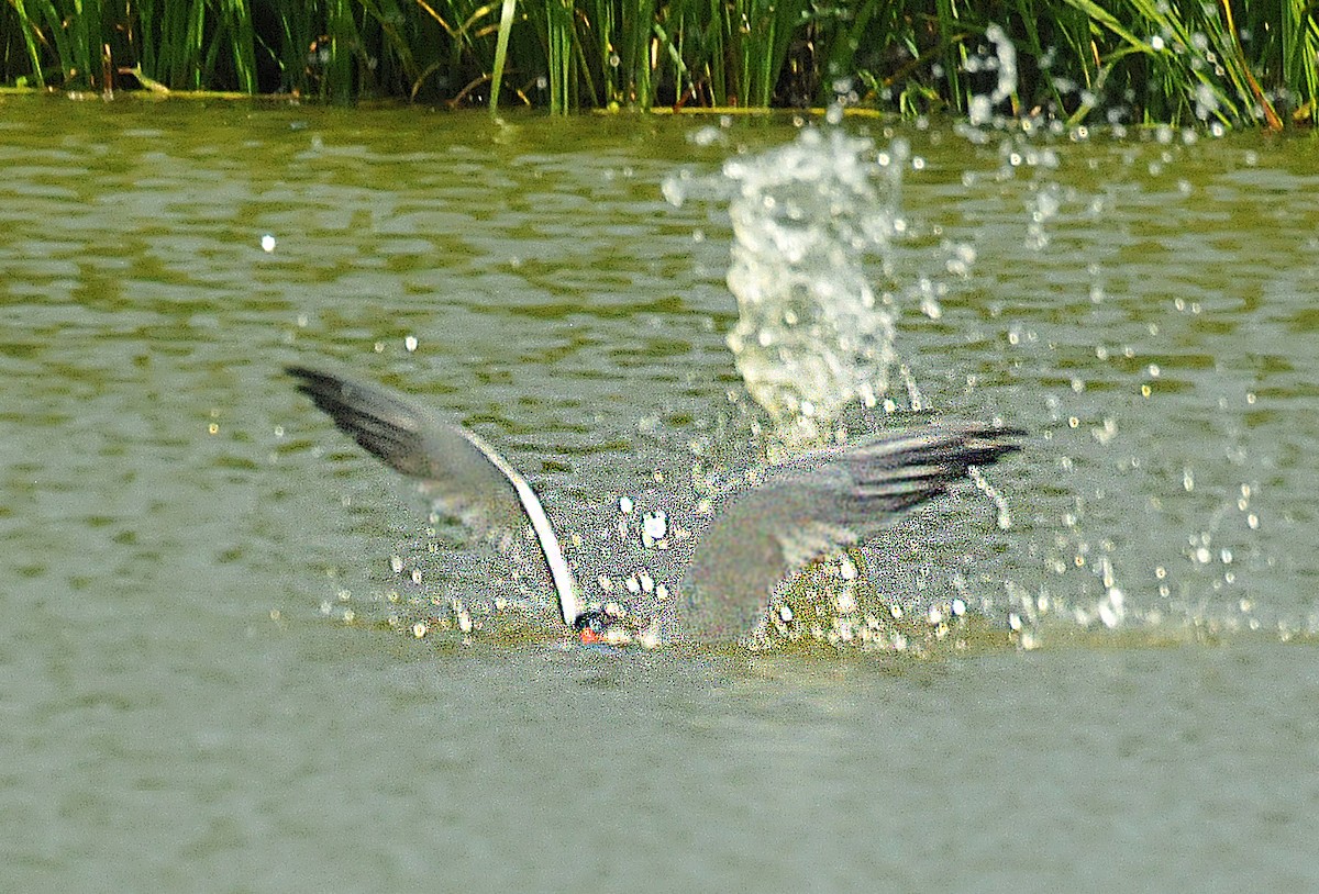 Caspian Tern - ML619995426