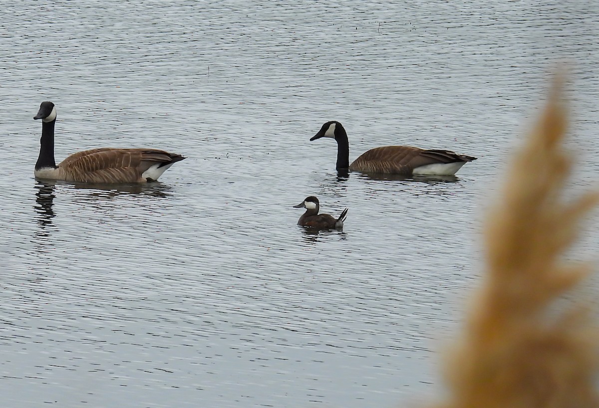 Ruddy Duck - ML619995427