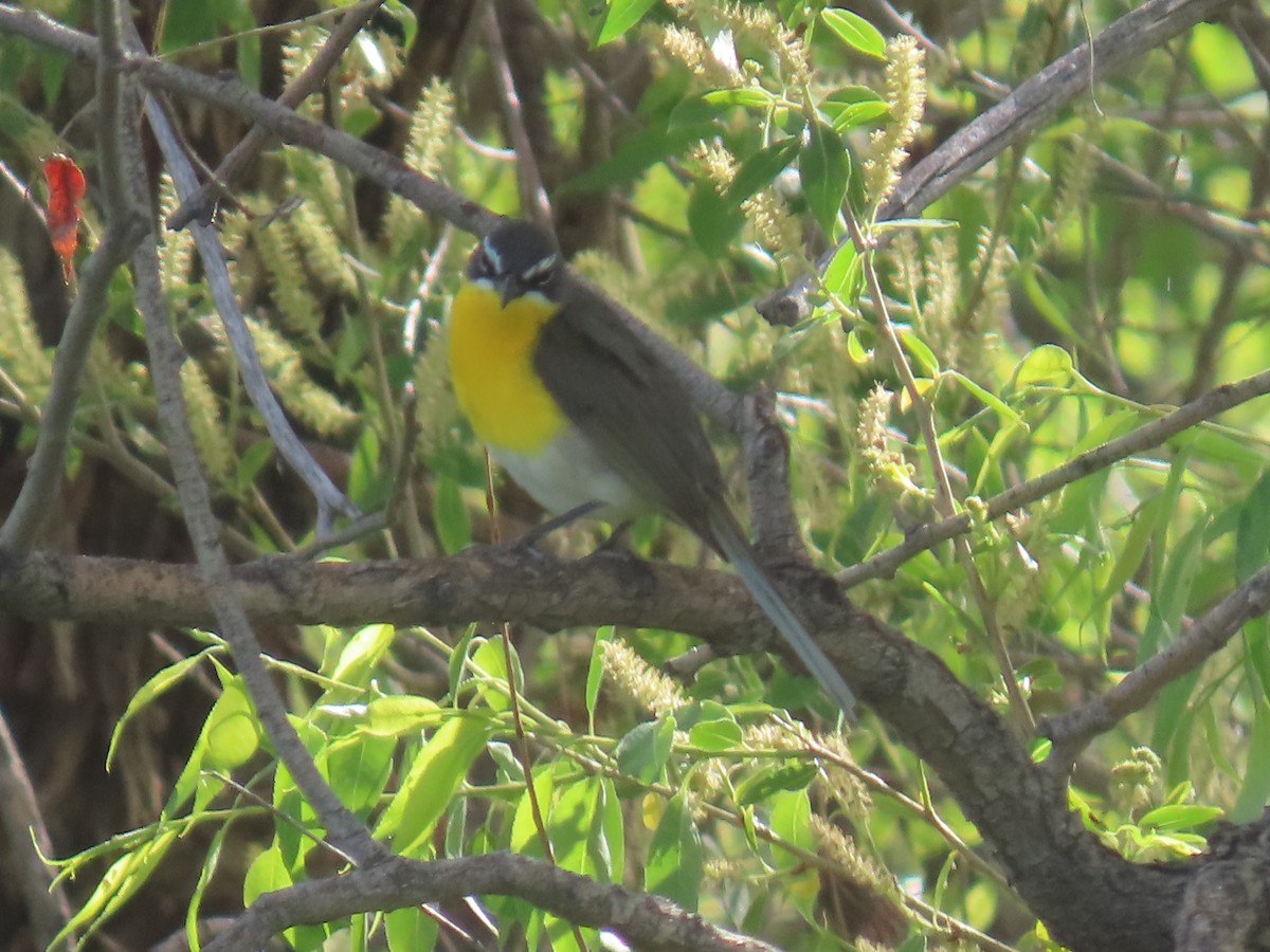 Yellow-breasted Chat - ML619995432