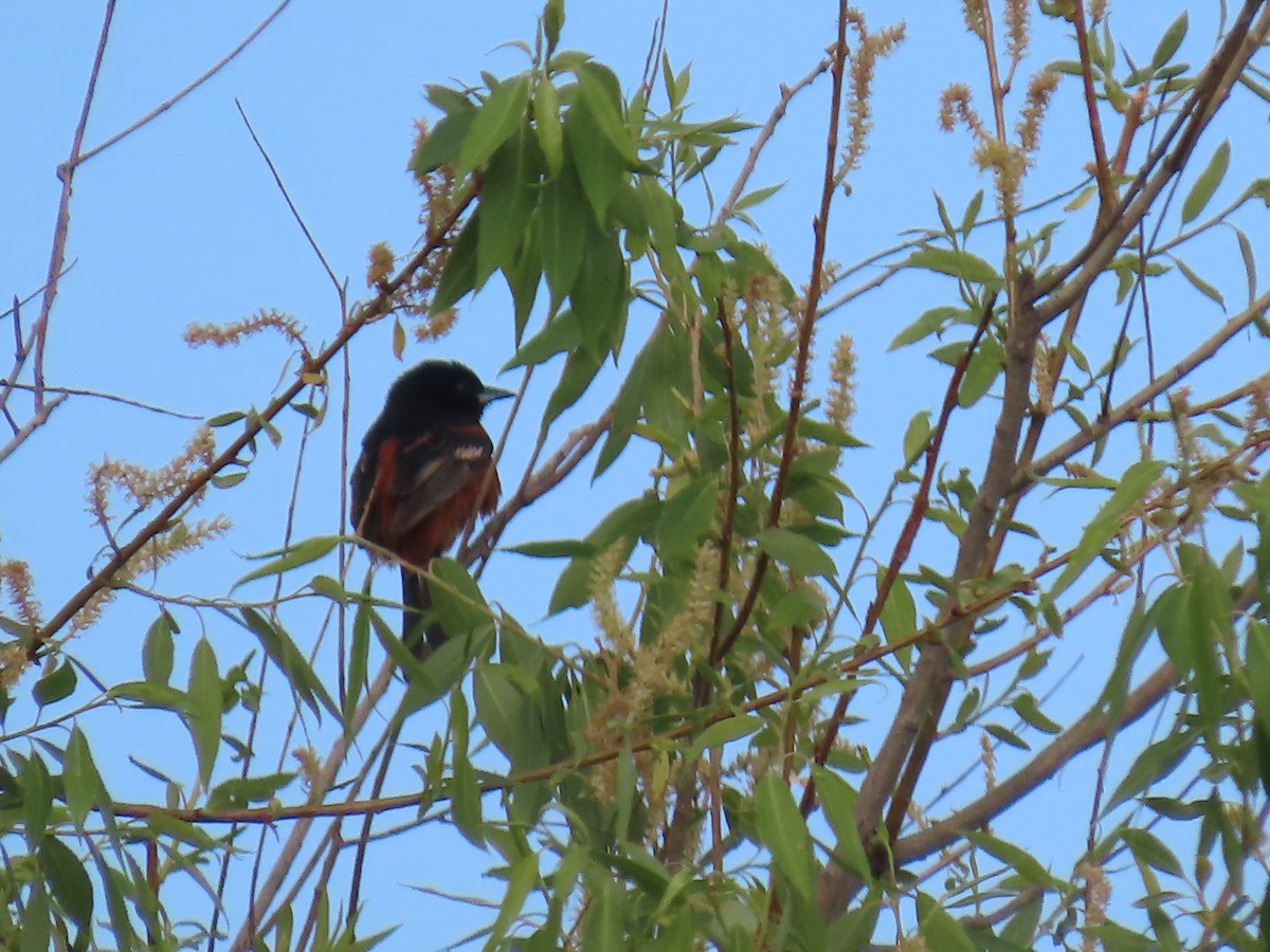 Orchard Oriole - ML619995435