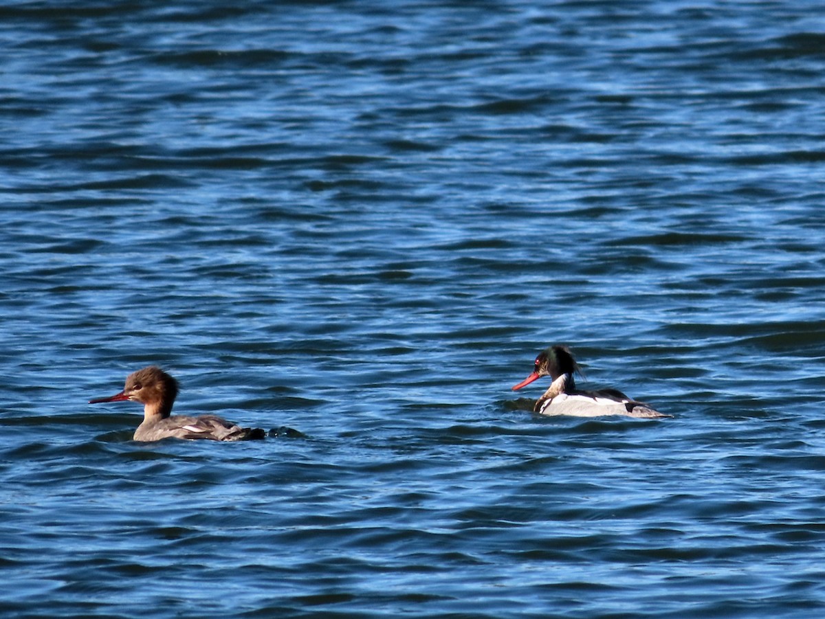 Red-breasted Merganser - ML619995442