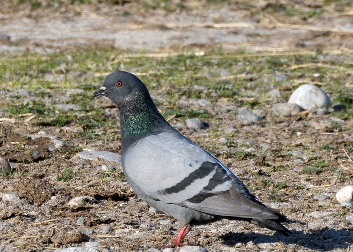 Rock Pigeon - ML619995449