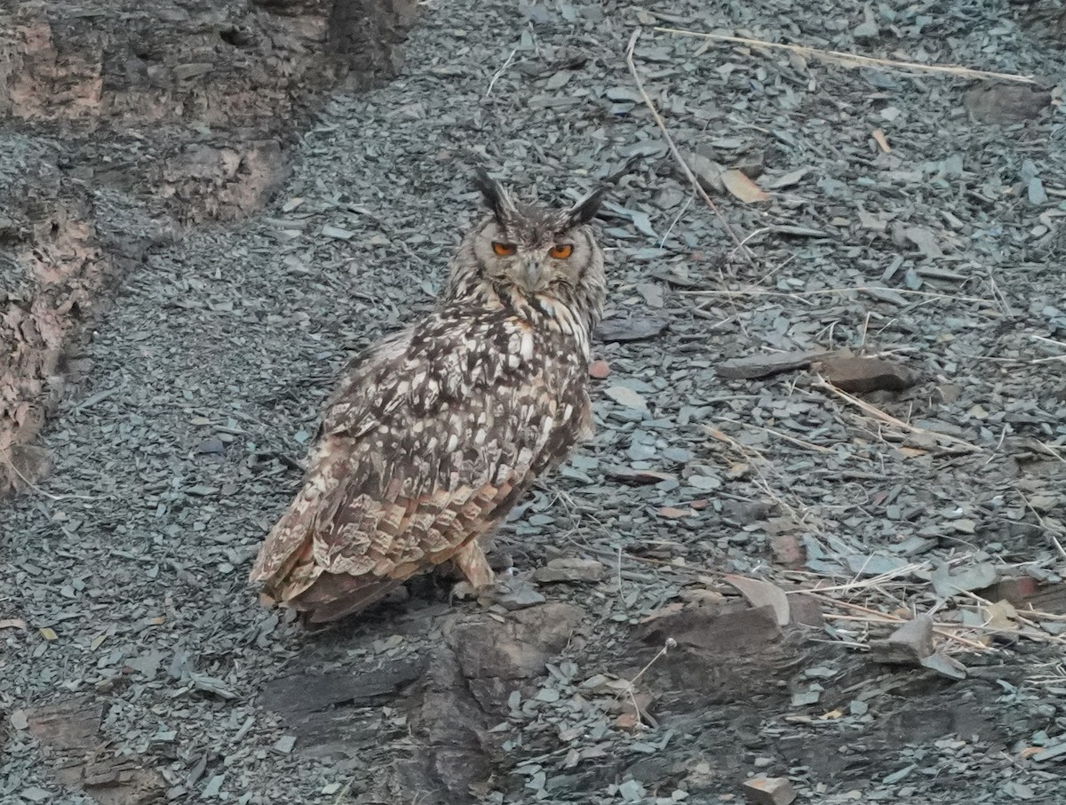 Rock Eagle-Owl - ML619995450