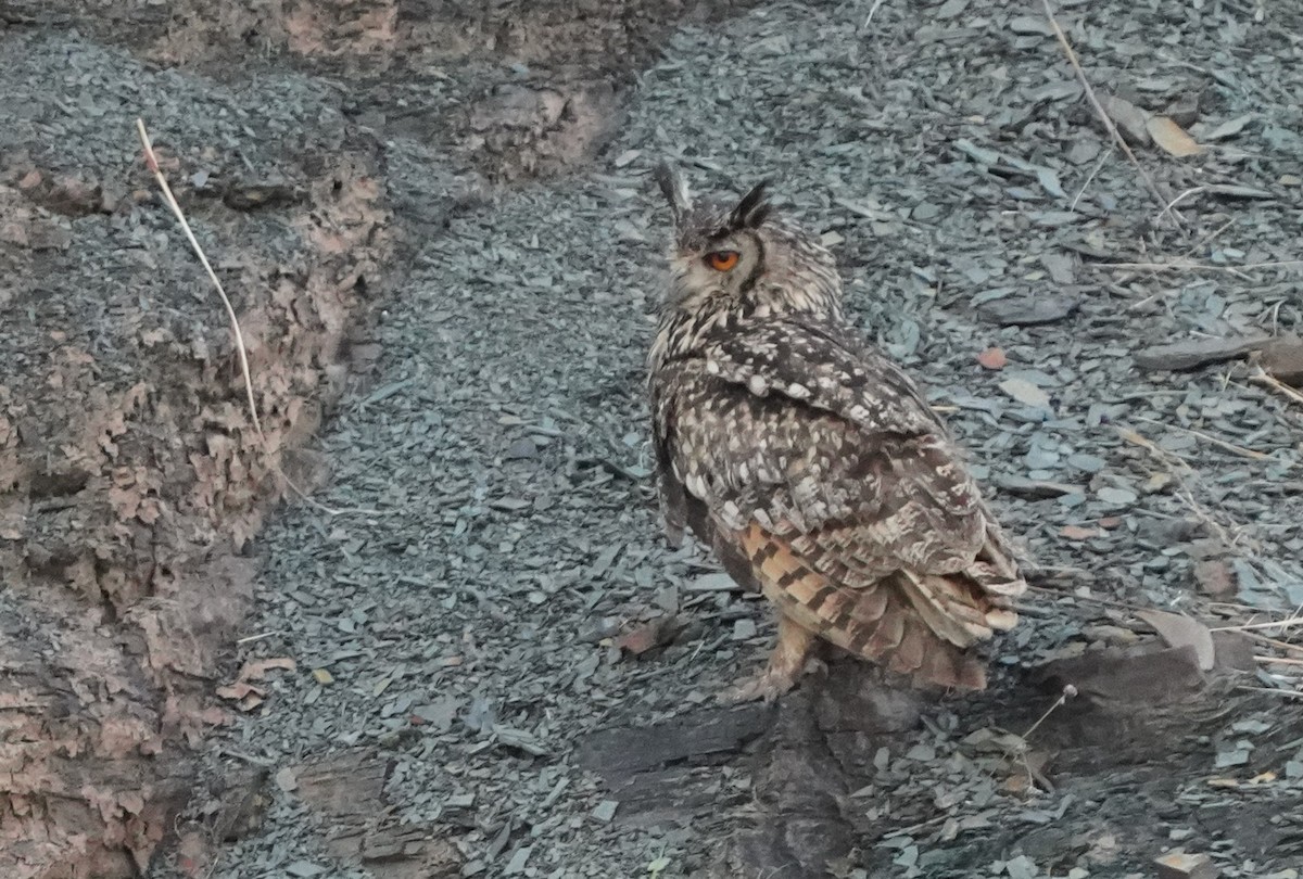 Rock Eagle-Owl - ML619995451