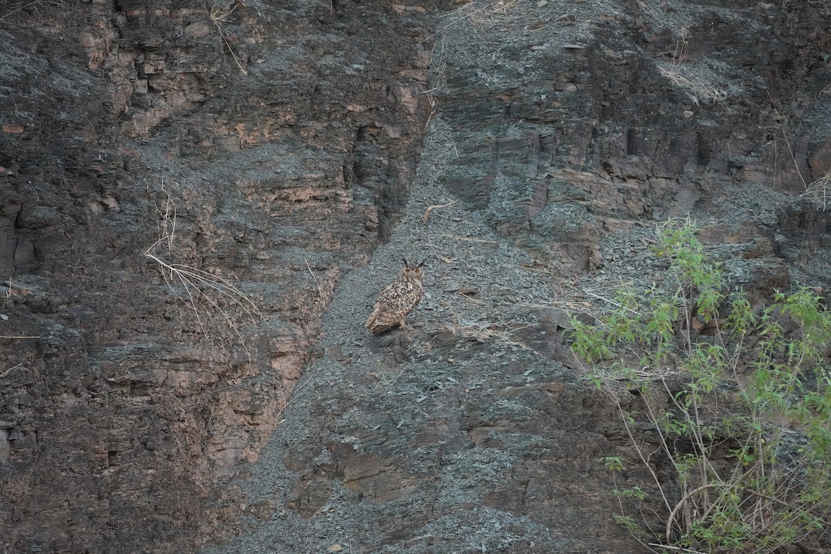 Rock Eagle-Owl - ML619995453