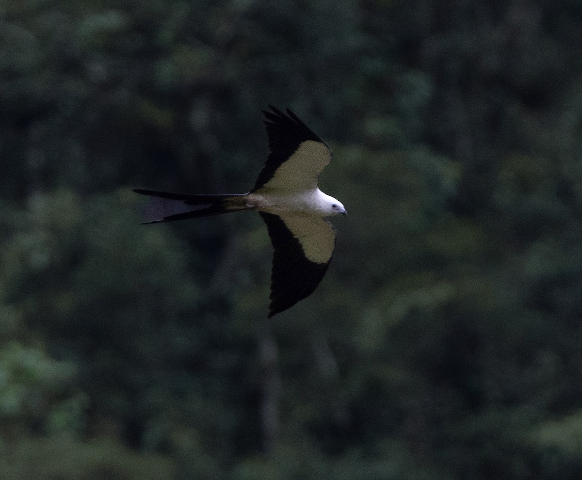 Swallow-tailed Kite - ML619995472