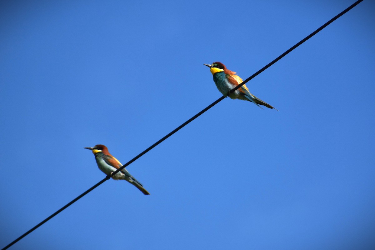 European Bee-eater - ML619995479