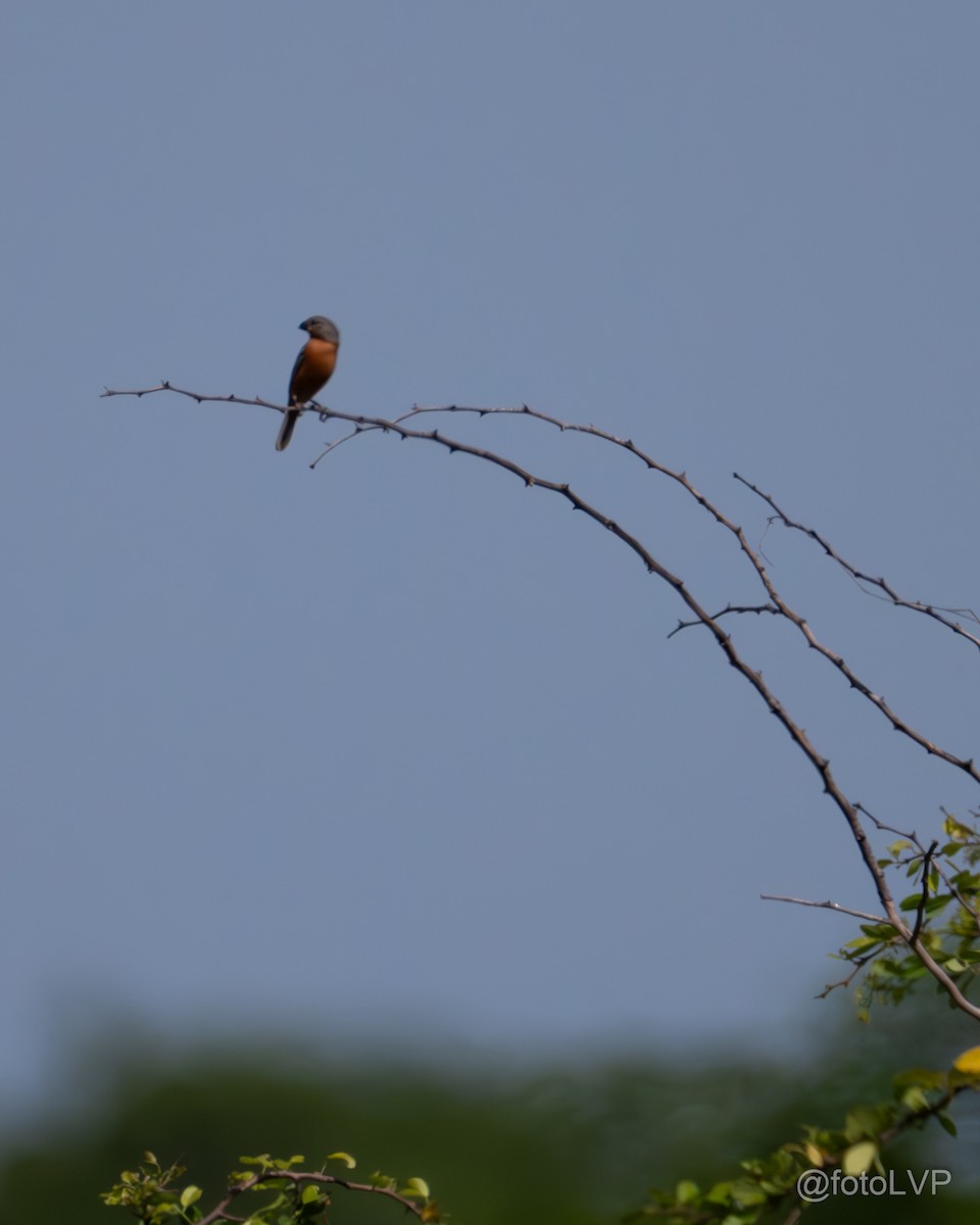 Ruddy-breasted Seedeater - ML619995480