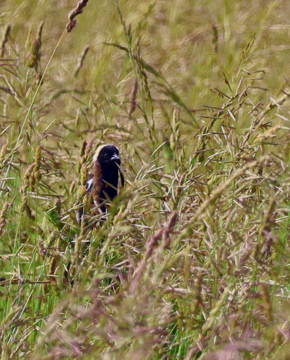 bobolink americký - ML619995494