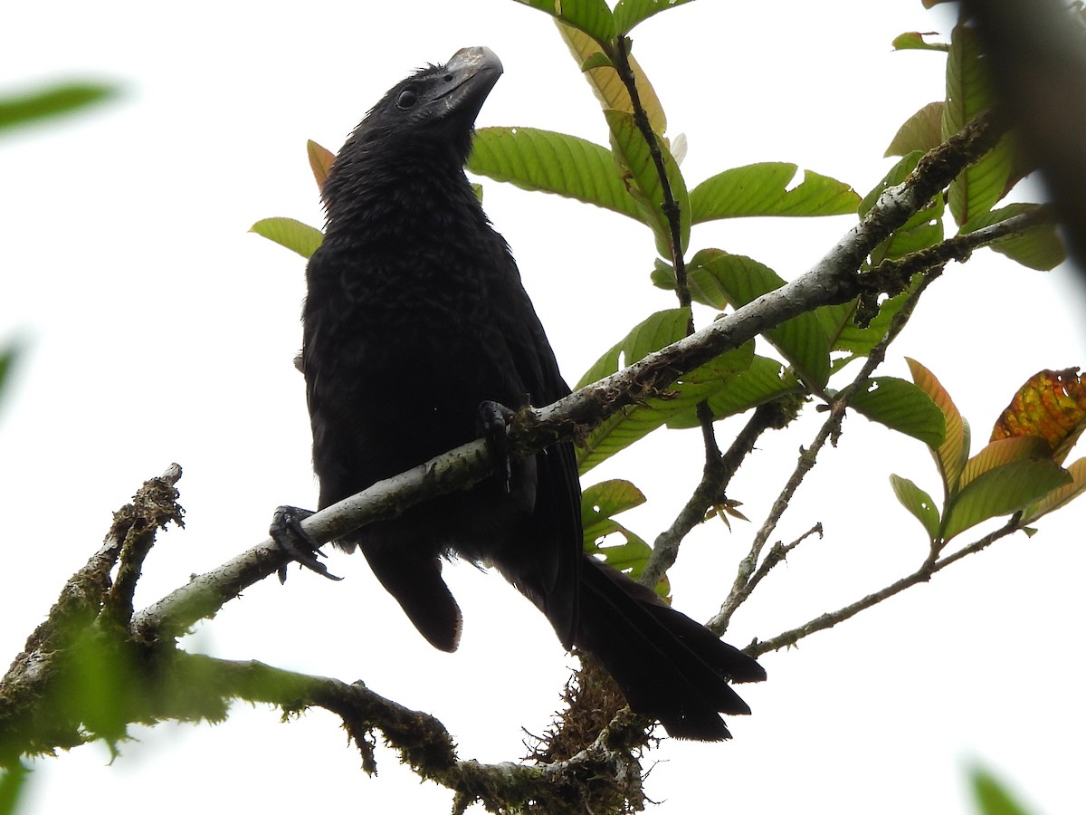 Smooth-billed Ani - ML619995498