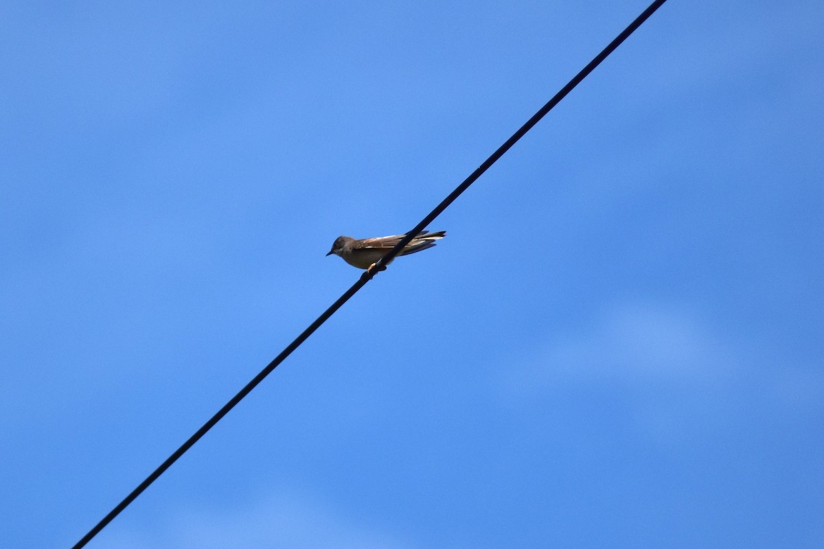 Greater Whitethroat - ML619995502