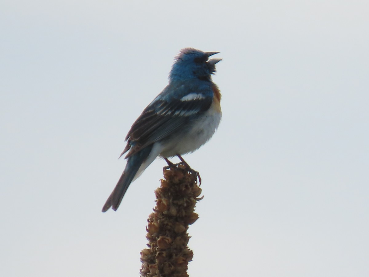 Lazuli Bunting - ML619995504