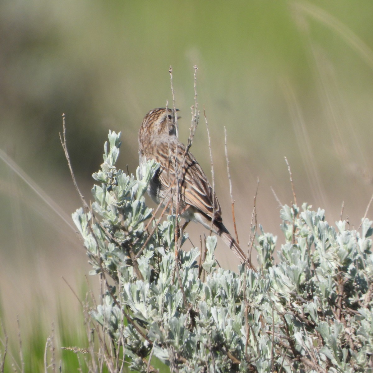 Brewer's Sparrow - ML619995507