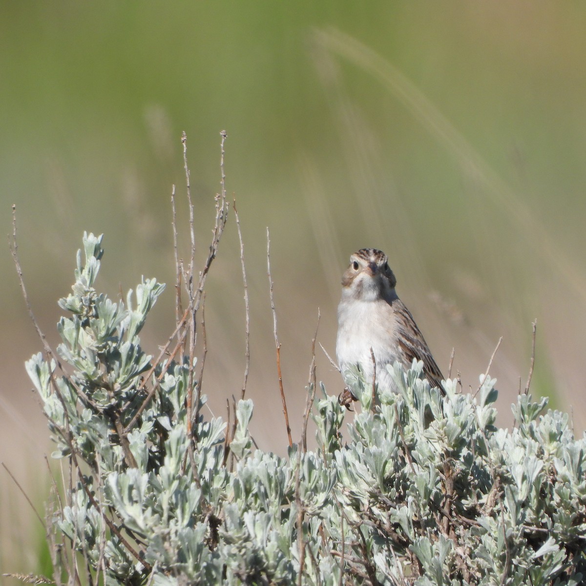 Brewer's Sparrow - ML619995510