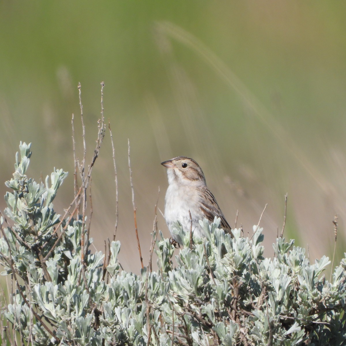 Brewer's Sparrow - ML619995511