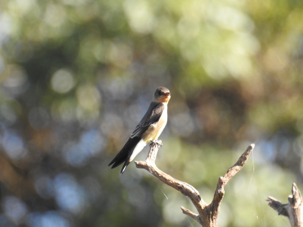 Southern Rough-winged Swallow - ML619995514
