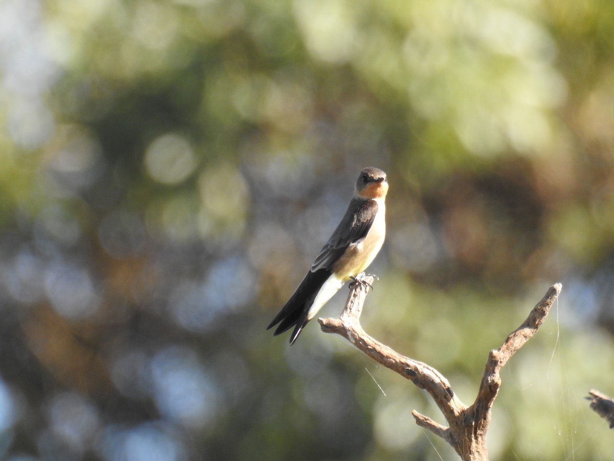 Southern Rough-winged Swallow - ML619995516