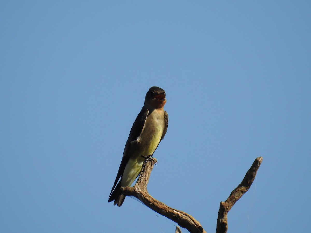 Southern Rough-winged Swallow - ML619995520