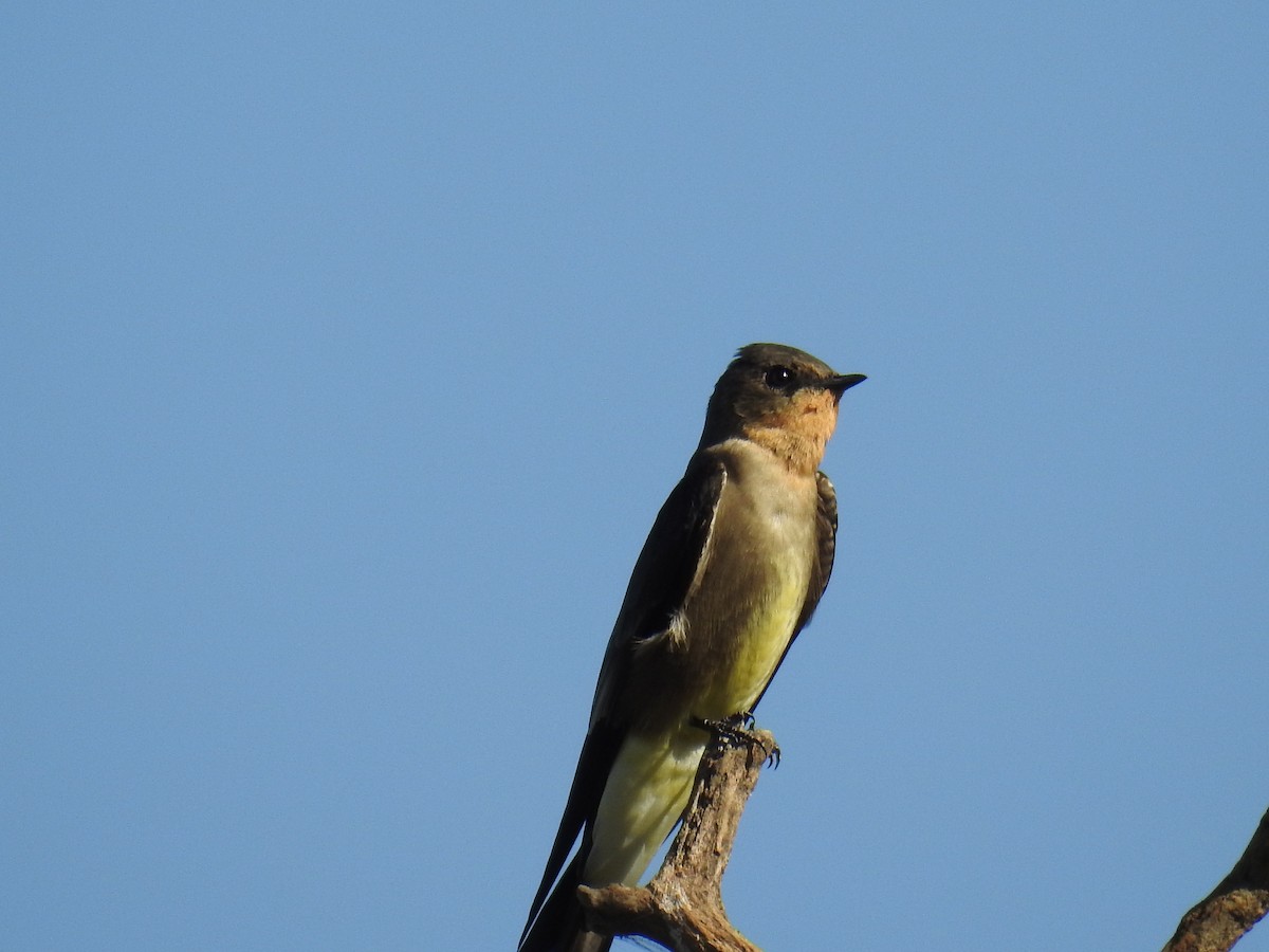 Southern Rough-winged Swallow - ML619995522