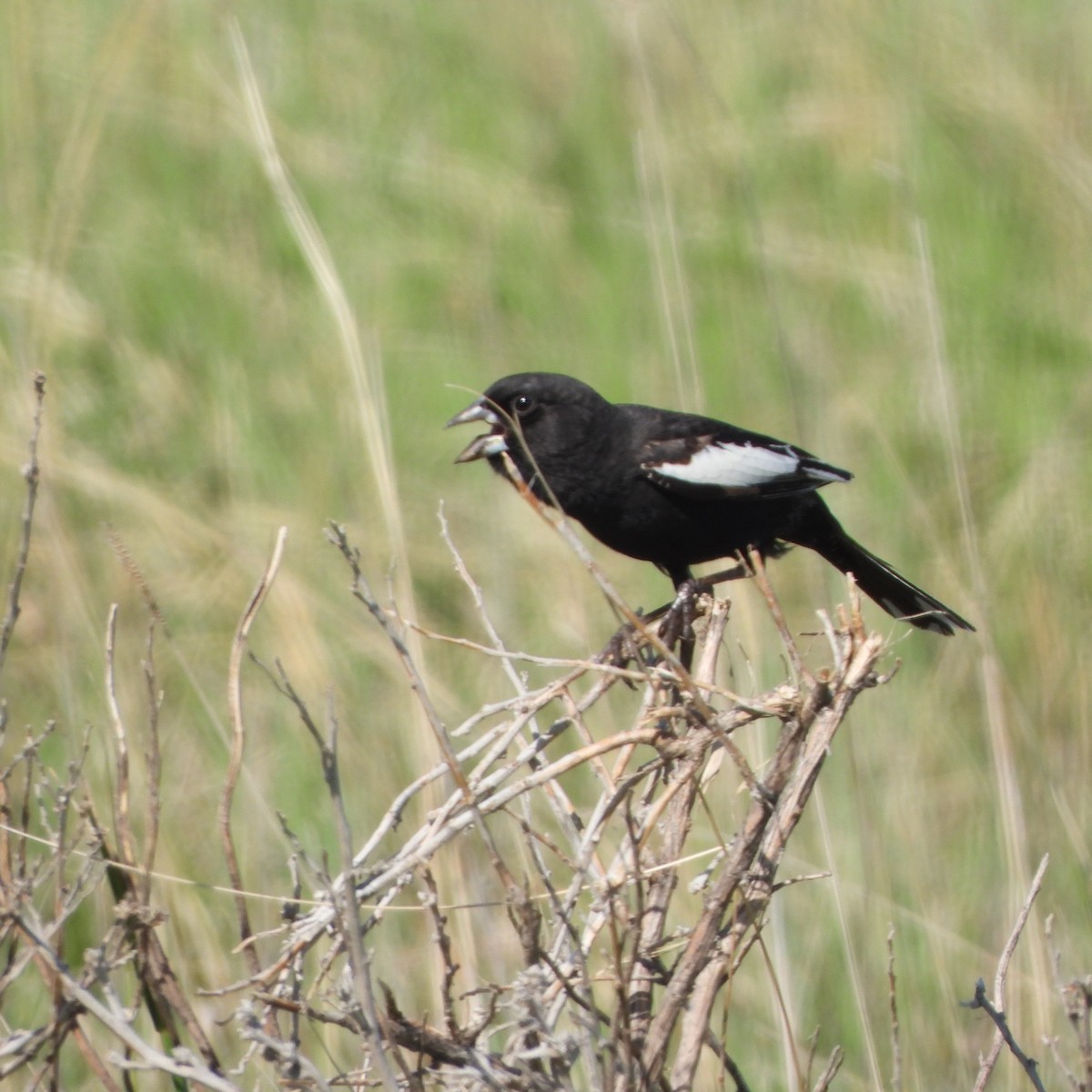 Lark Bunting - ML619995525